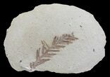 Metasequoia (Dawn Redwood) Fossil - Montana #62331-1